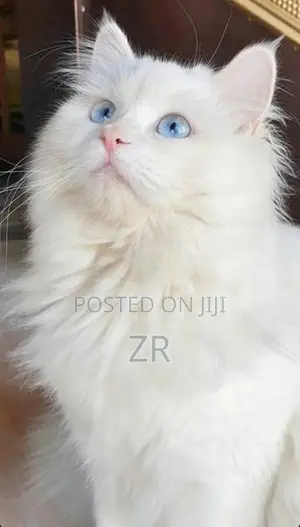 Persian Cat