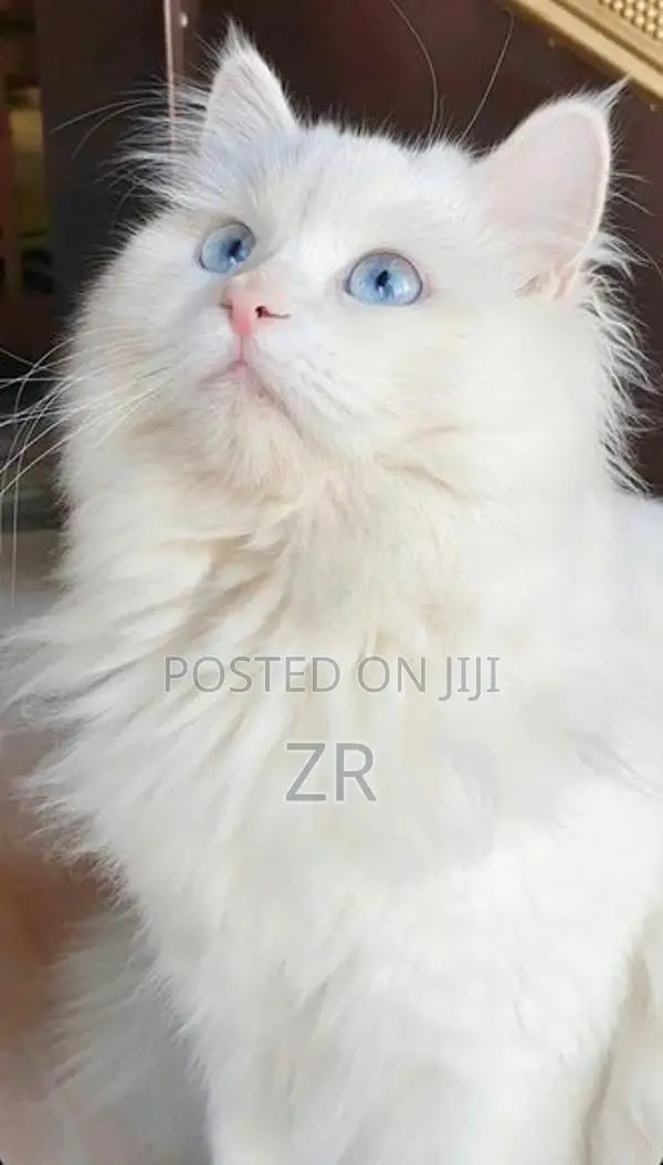 Persian Cat