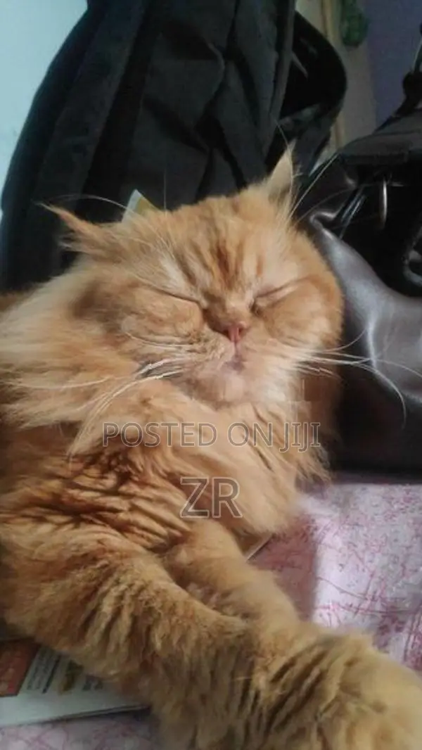 Persian Cat