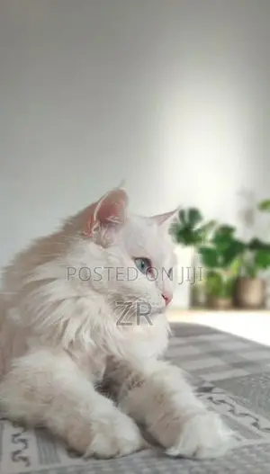 Persian Cat