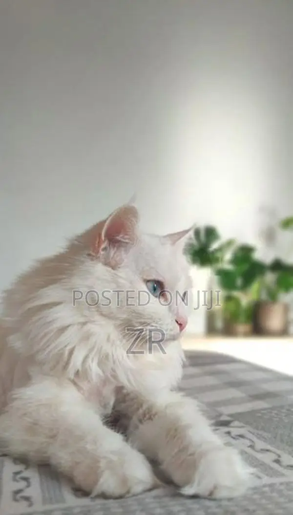 Persian Cat