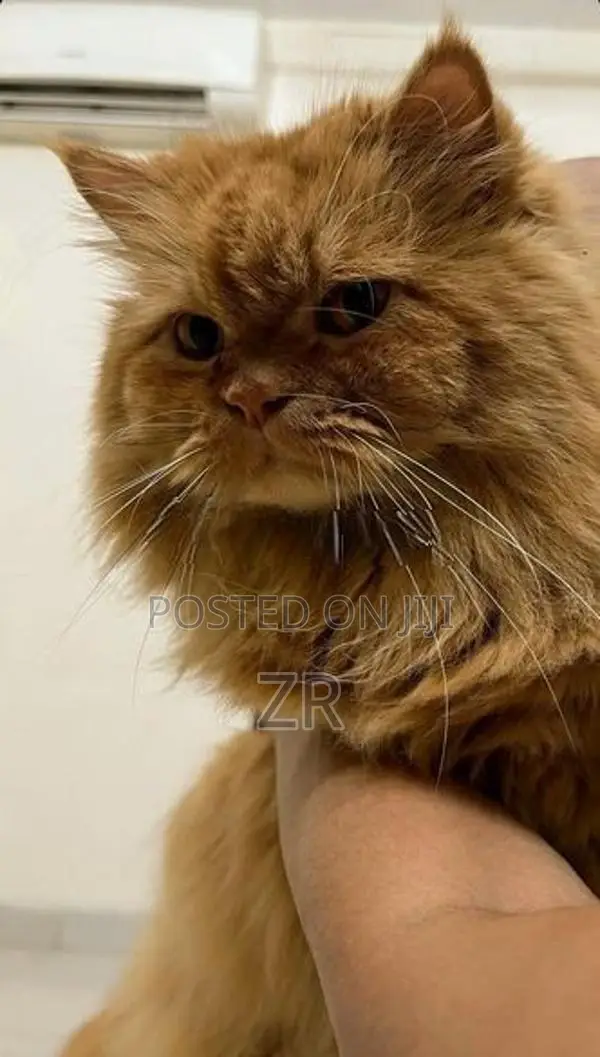 Persian Cat