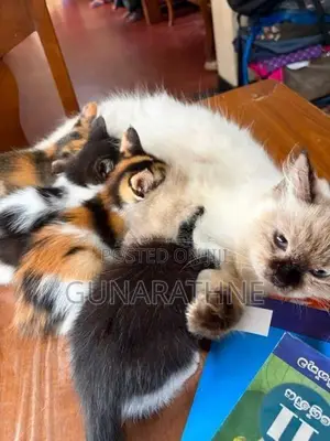 Half Breed Persian Kittens