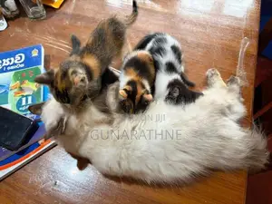 Half Breed Persian Kittens