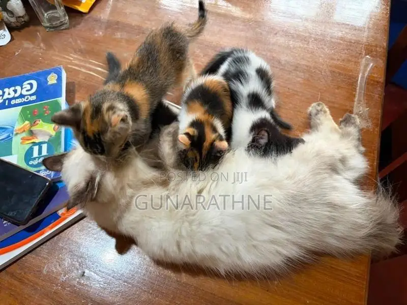 Half Breed Persian Kittens