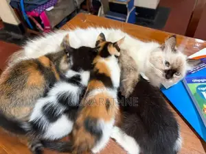Half Breed Persian Kittens
