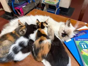 Half Breed Persian Kittens