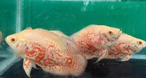 Albino Red-Eye Tiger Oscars