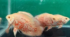 Albino Red-Eye Tiger Oscars