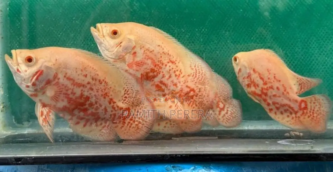 Albino Red-Eye Tiger Oscars
