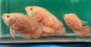 Albino Red-Eye Tiger Oscars