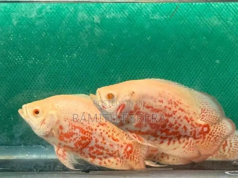 Albino Red-Eye Tiger Oscars
