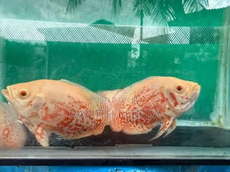 Albino Red-Eye Tiger Oscars
