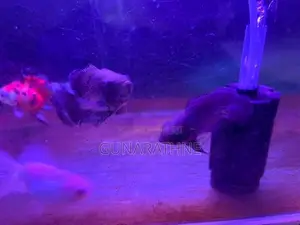 Velvet Oscar Fish