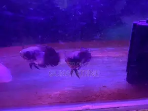 Velvet Oscar Fish
