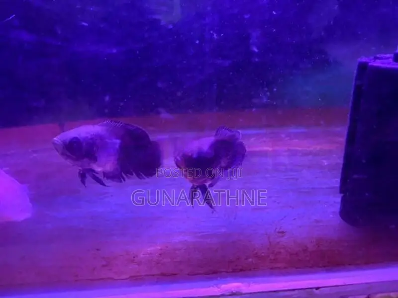 Velvet Oscar Fish