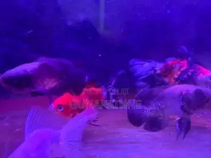 Velvet Oscar Fish
