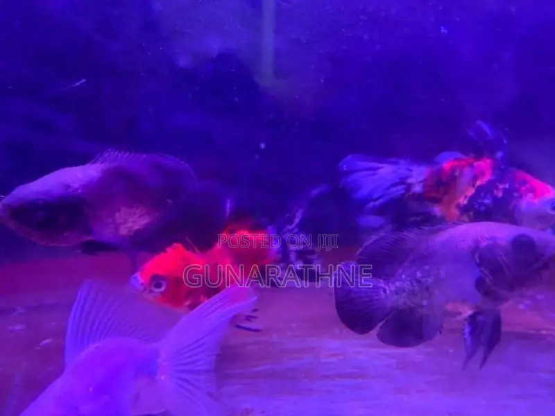 Velvet Oscar Fish