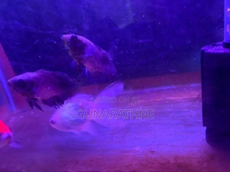 Velvet Oscar Fish