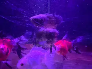 Velvet Oscar Fish