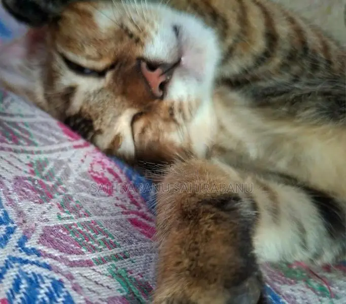 Half Breed Persion Kitten