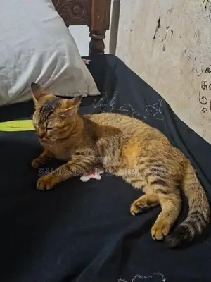 Half Breed Persion Kitten