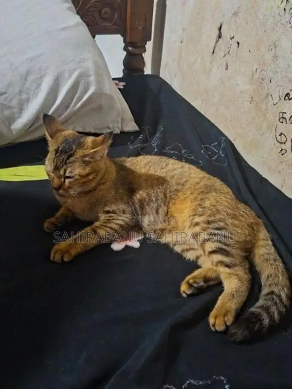 Half Breed Persion Kitten