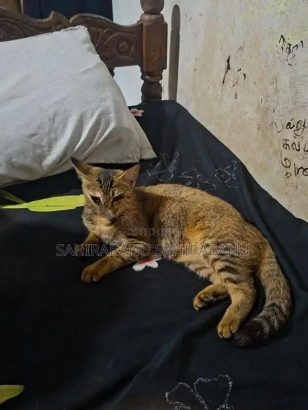 Half Breed Persion Kitten