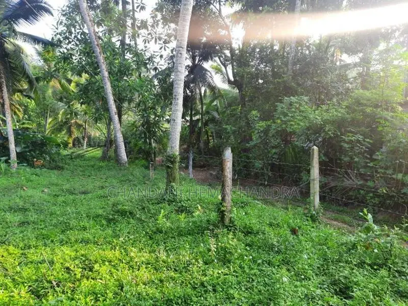Valuable Roadside Land for Sale in Wilimbulla - Henegama