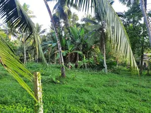 Valuable Roadside Land for Sale in Wilimbulla - Henegama