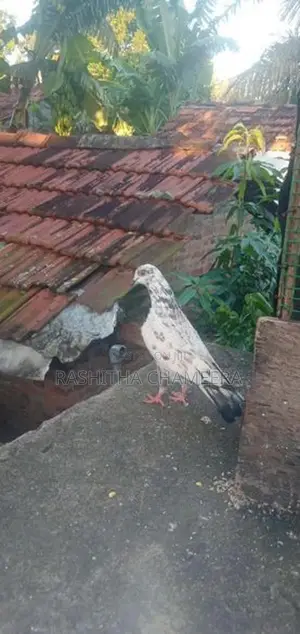 Paravi