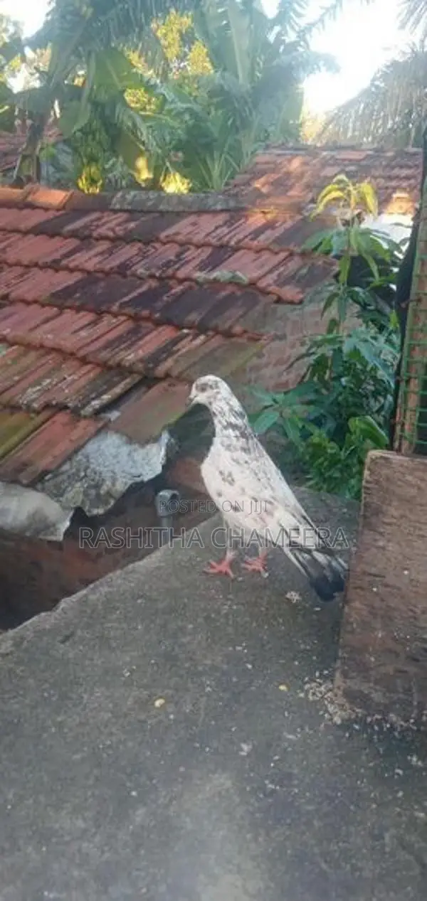 Paravi