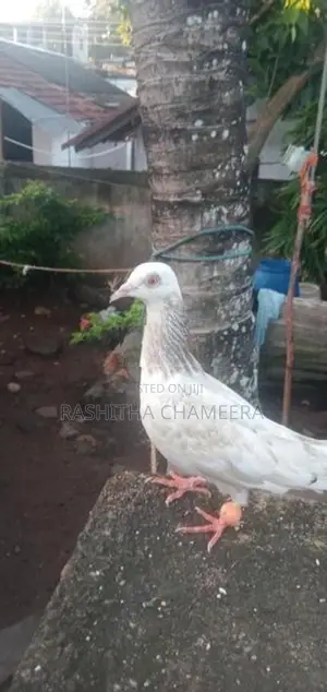 Paravi