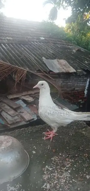 Paravi