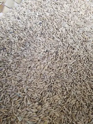 விதை நெல் (seed paddy)