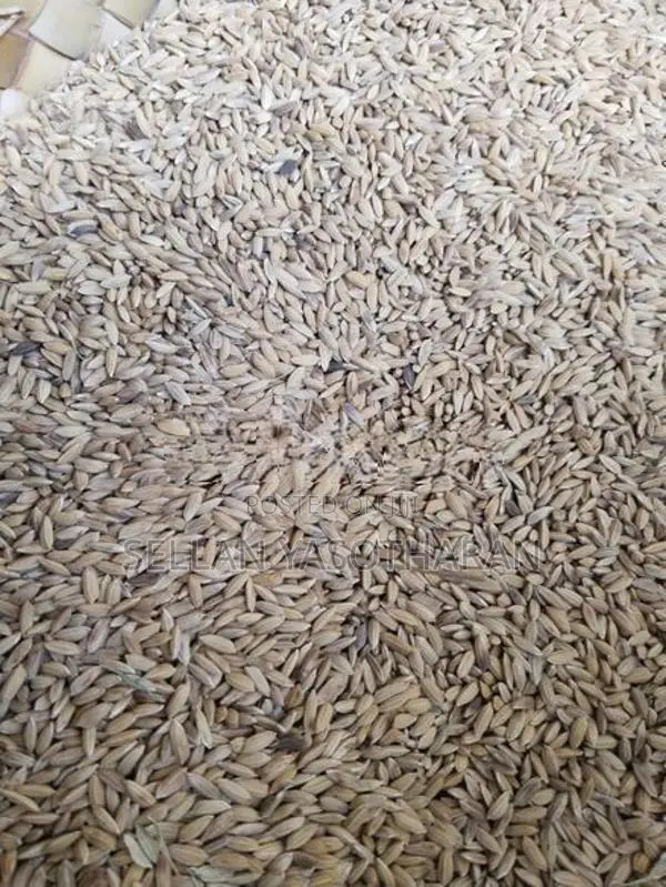 விதை நெல் (seed paddy)