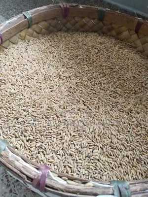 விதை நெல் (seed paddy)