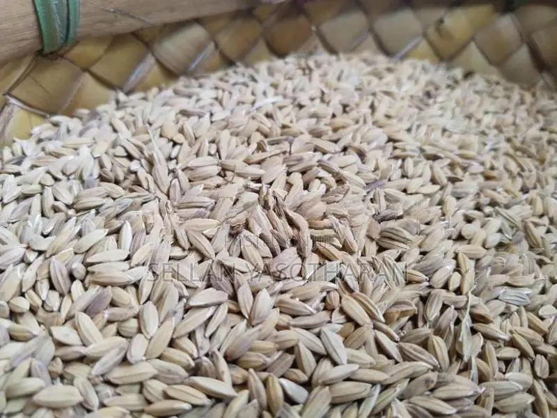 விதை நெல் (seed paddy)