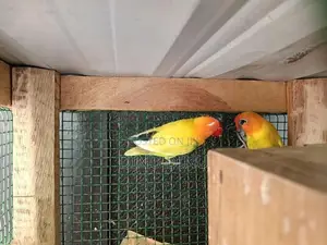 African Love Birds