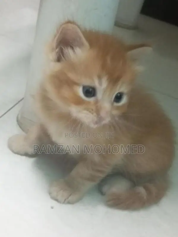 Persian Kitten