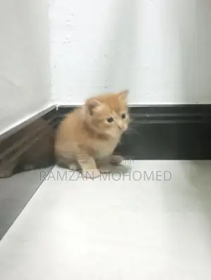 Persian Kitten