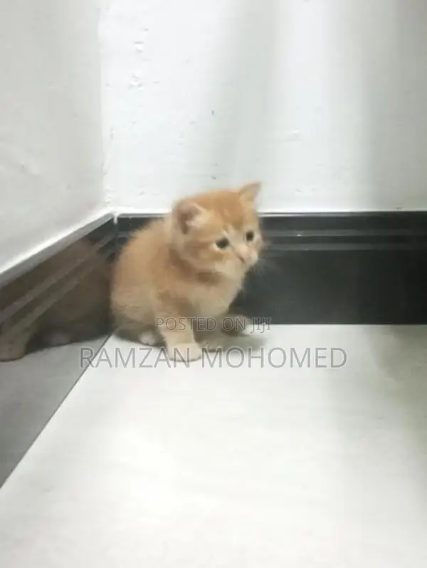 Persian Kitten