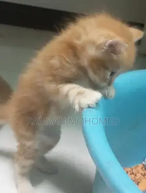 Persian Kitten