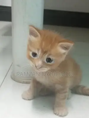Persian Kitten