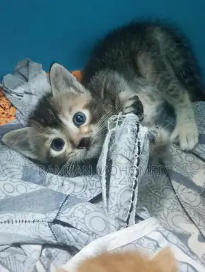 Persian Kitten