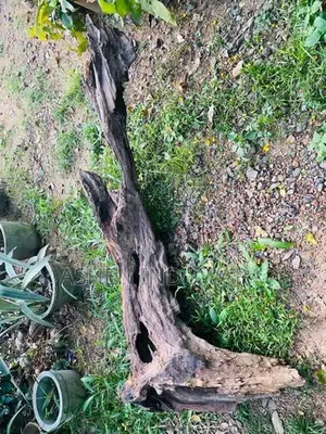Driftwood