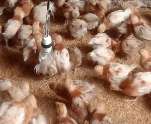 Chicks