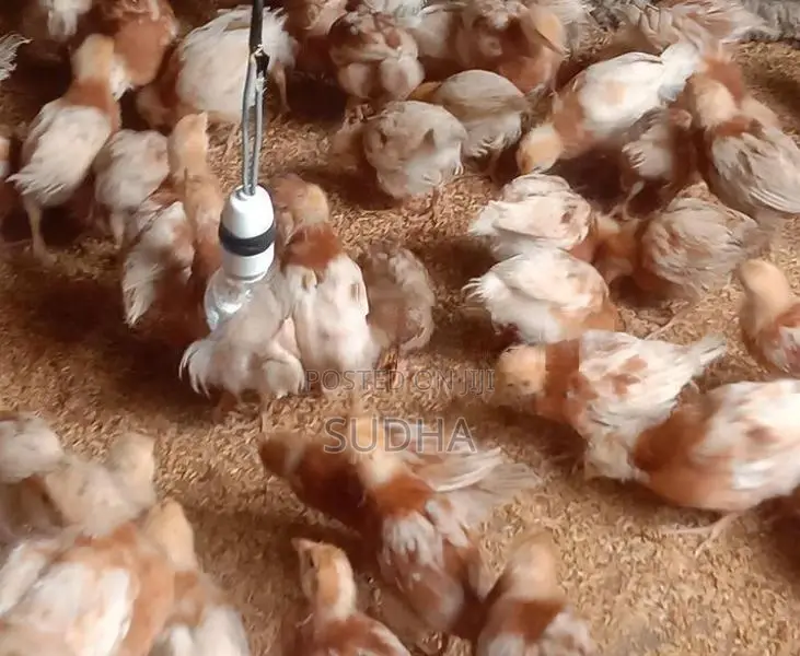 Chicks