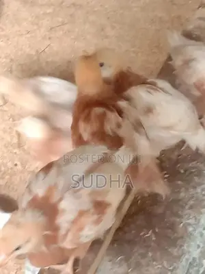 Chicks