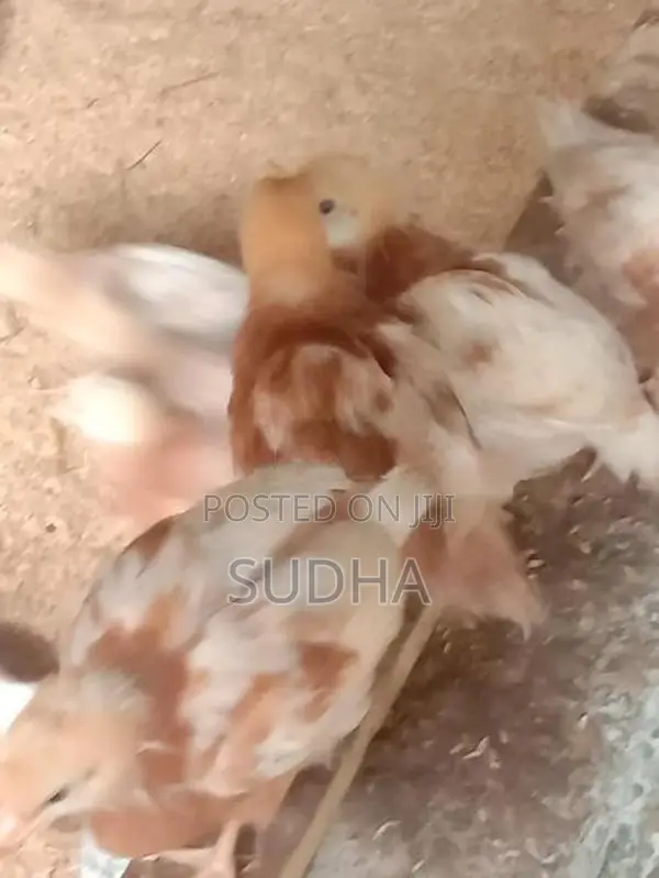 Chicks